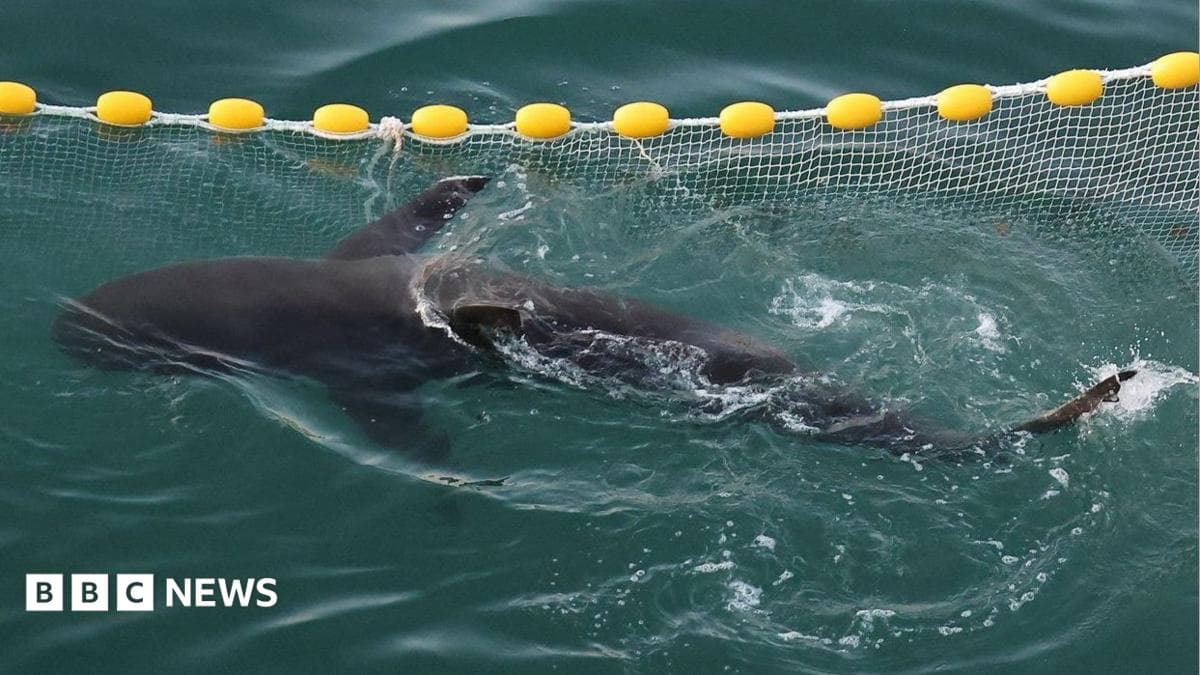 Bukangi: Will the shark leave the Busan canal and make it back to sea?